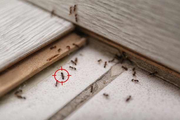 Best Termite Control Services  in Statham, GA