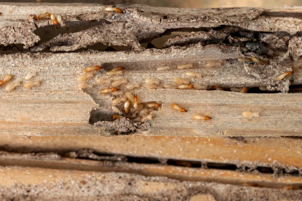 Best Best Pest Control Companies  in Statham, GA
